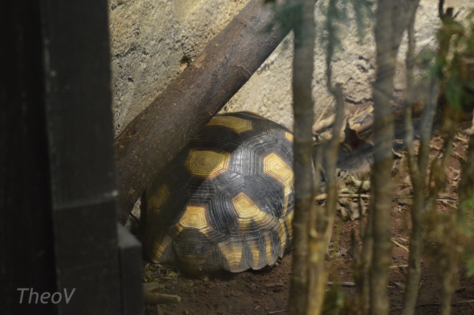 Angonoka tortoise [2019]