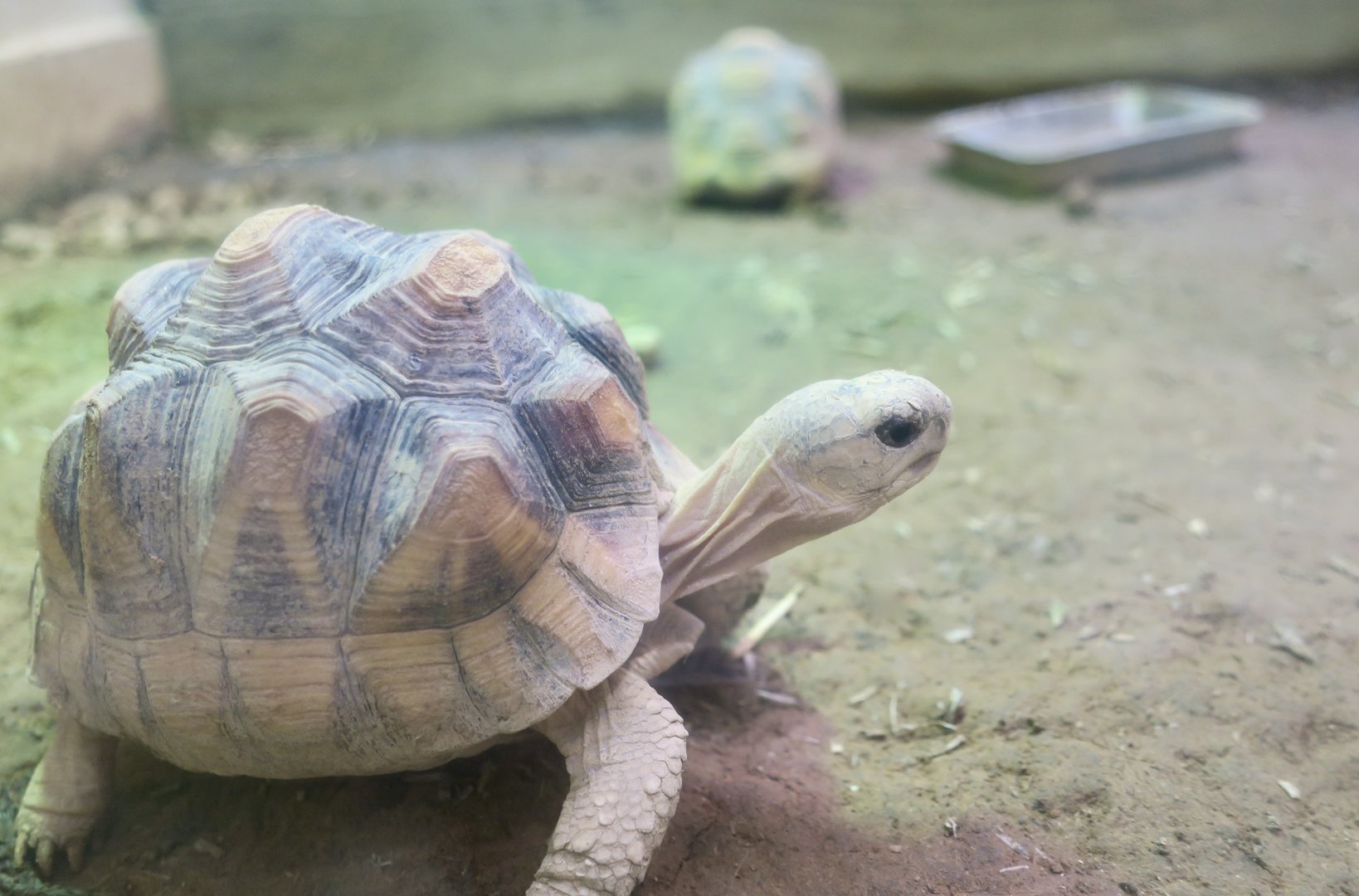 Angonoka Tortoise (Astrochelys yniphora) young