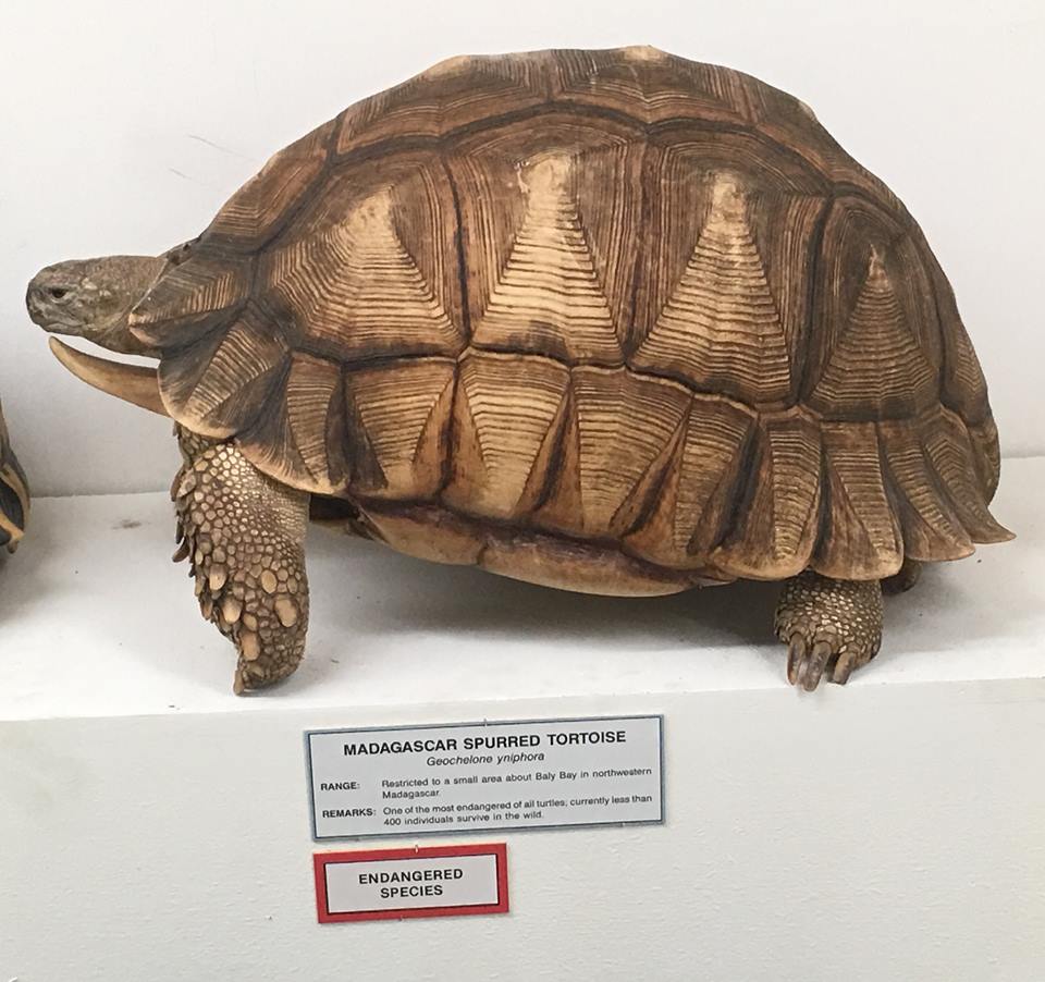 Angonoka tortoise (Astrochelys yniphora)