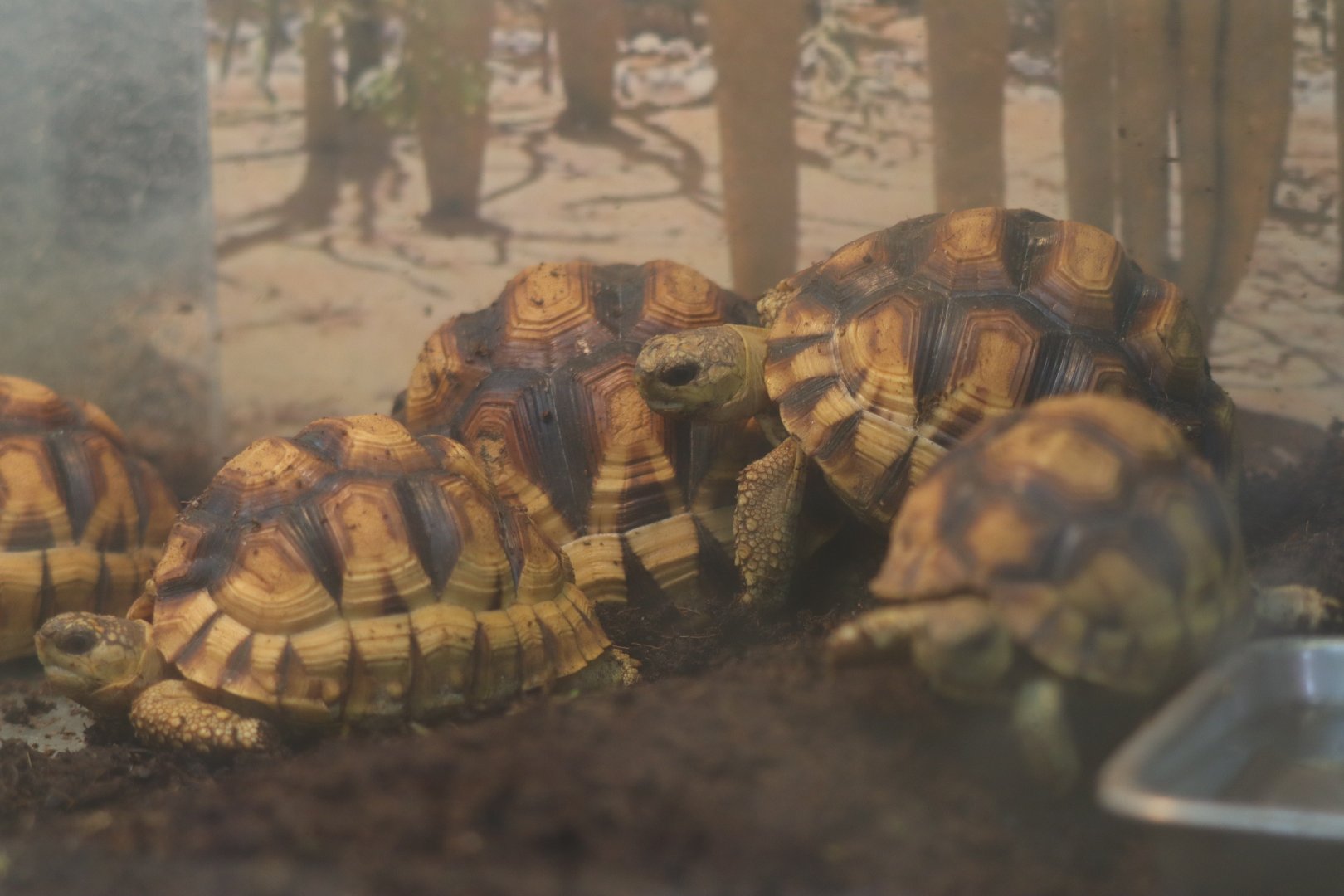 Angonoka Tortoise (Astrochelys yniphora)