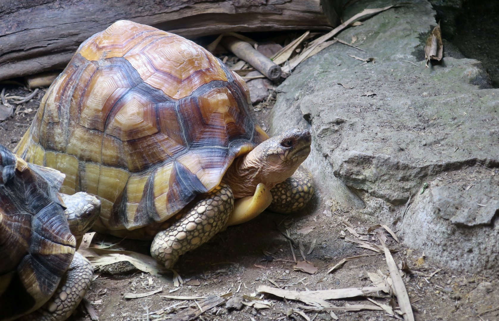 Angonoka Tortoise (Astrochelys yniphora)