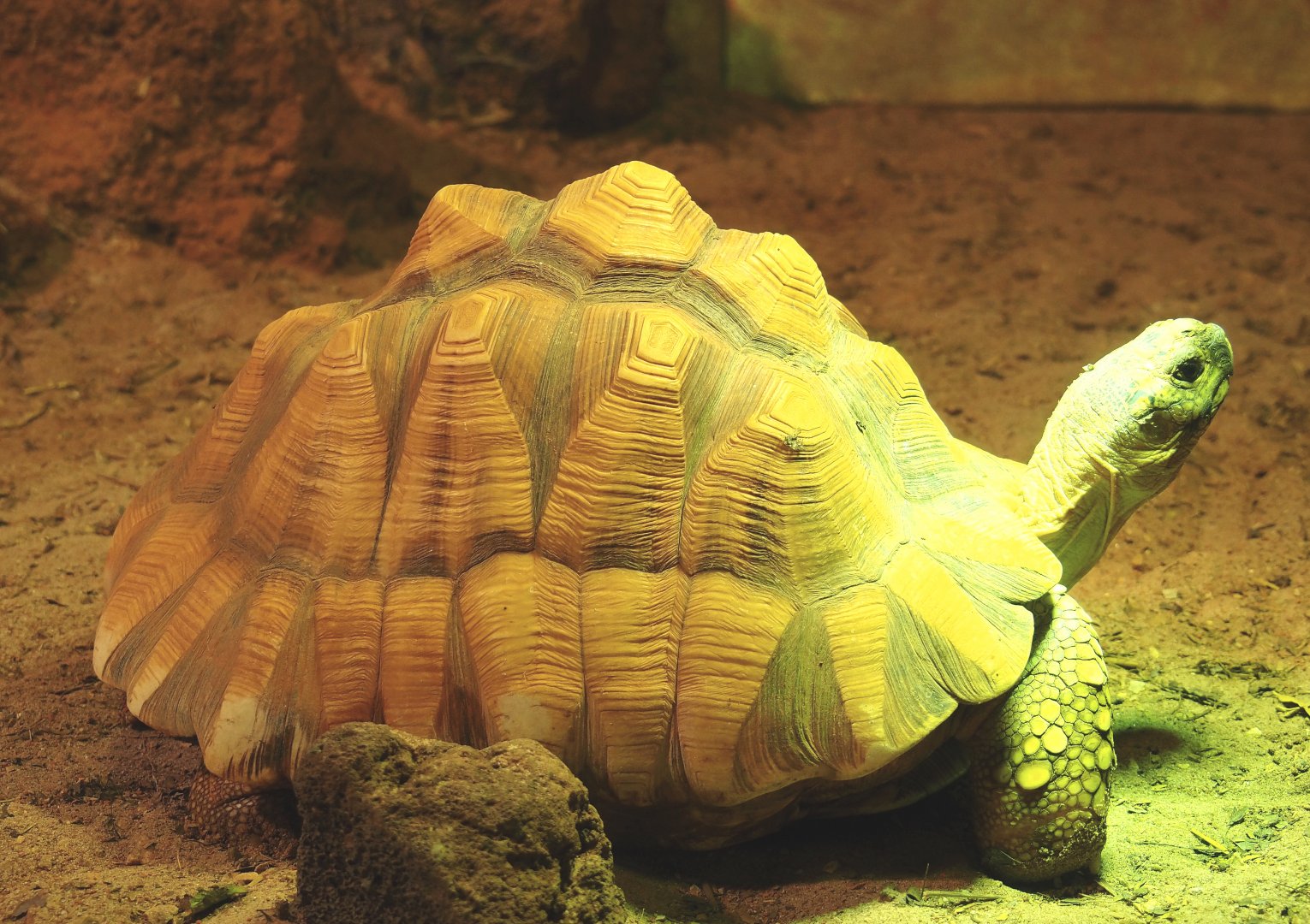 Angonoka tortoise or Ploughshare tortoise (Astrochelys yniphora), 2021-09-03