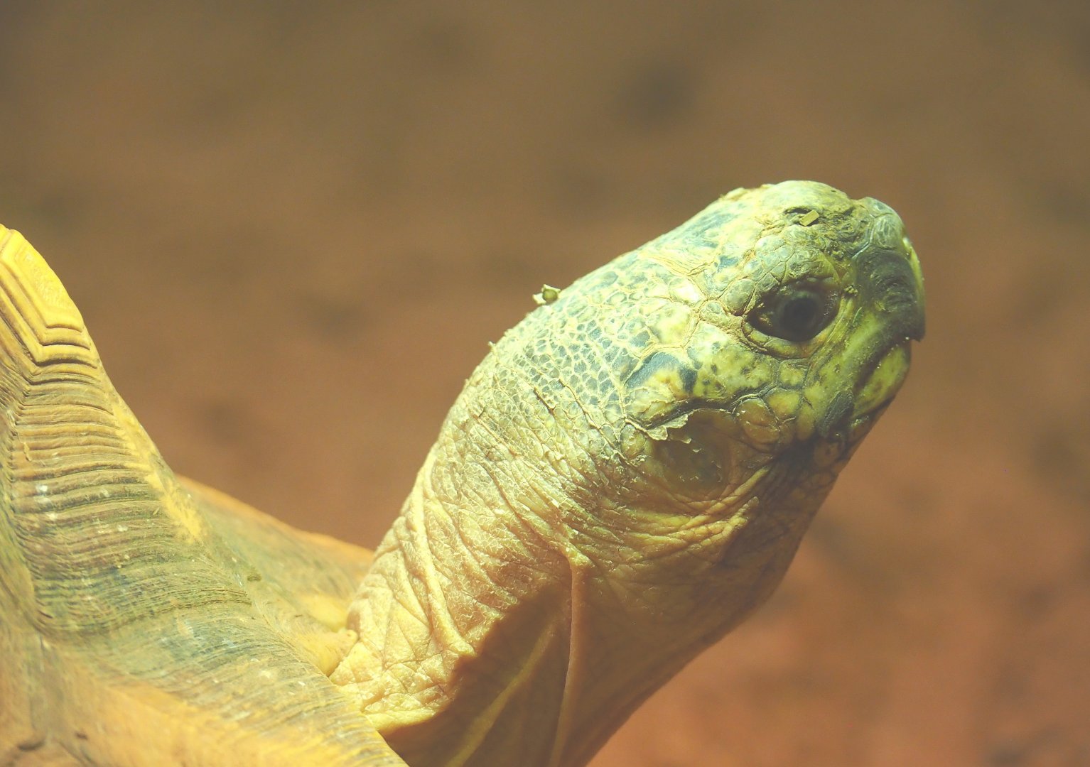 Angonoka tortoise or Ploughshare tortoise (Astrochelys yniphora), 2021-09-03