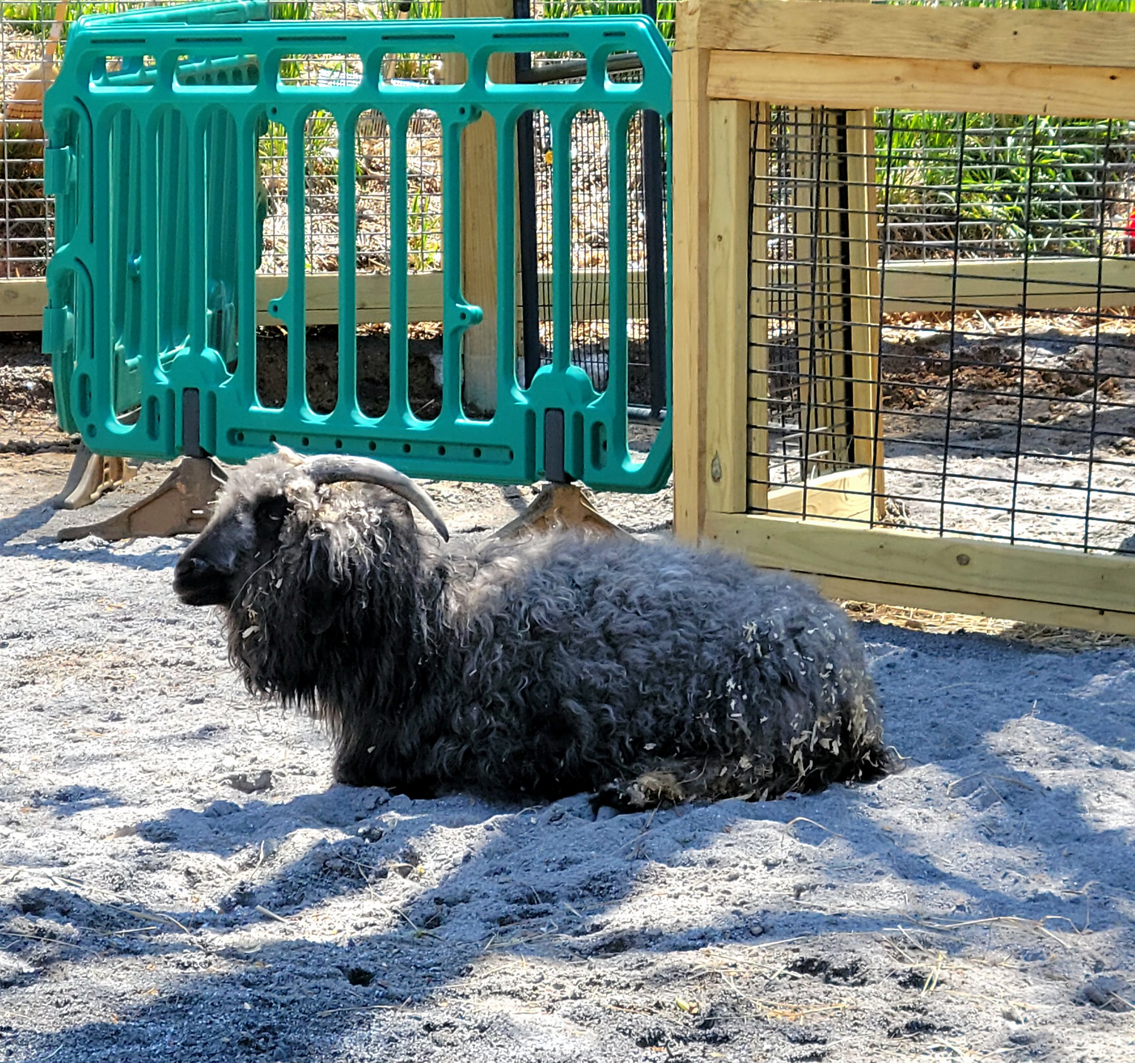 Angora Goat  - April 2025