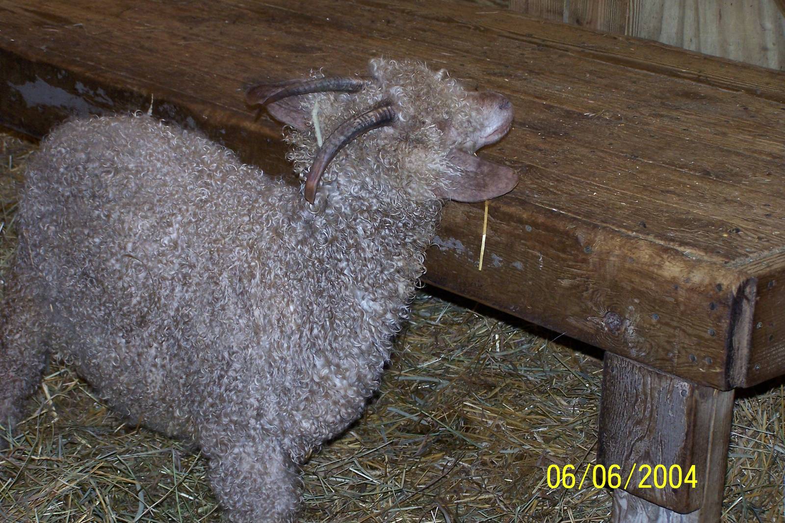 Angora Goat ~ Barnyard
