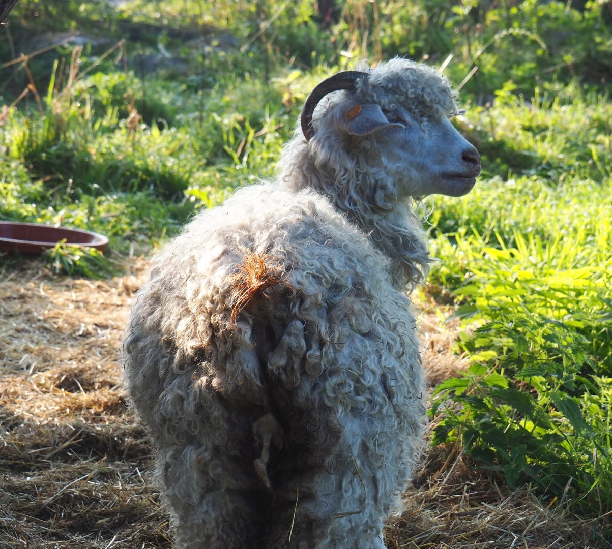 Angora goat (Capra aegagrus hircus), 2021-09-03