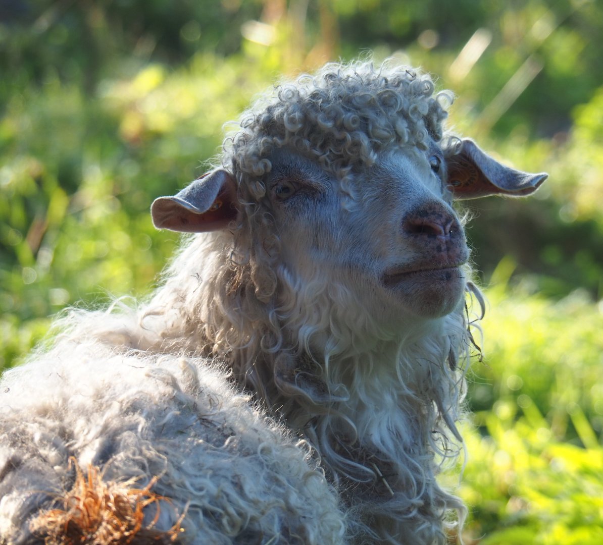 Angora goat (Capra aegagrus hircus), 2021-09-03