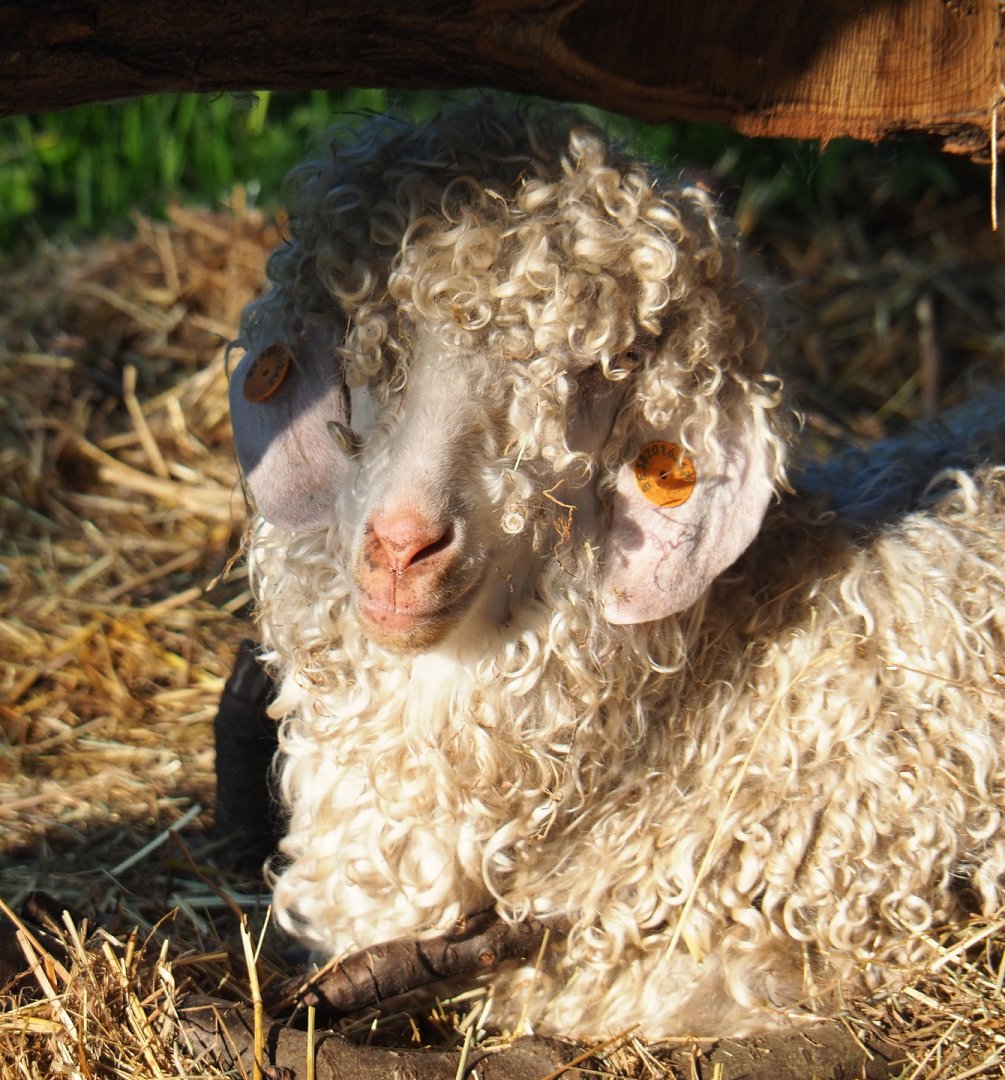 Angora goat (Capra aegagrus hircus), 2021-09-03