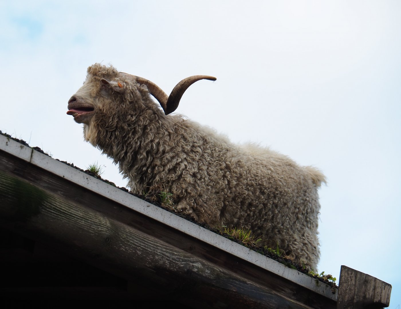 Angora goat (Capra aegagrus hircus) on the roof of the train hangar, 2019-10-04