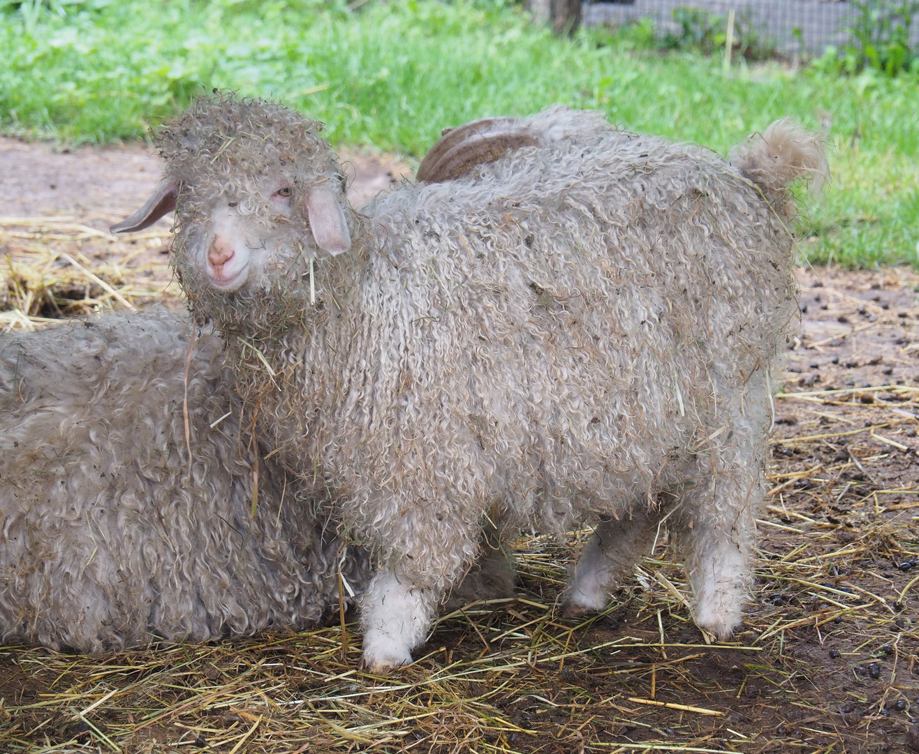 Angora goat (Capra hircus), 2022-09-15