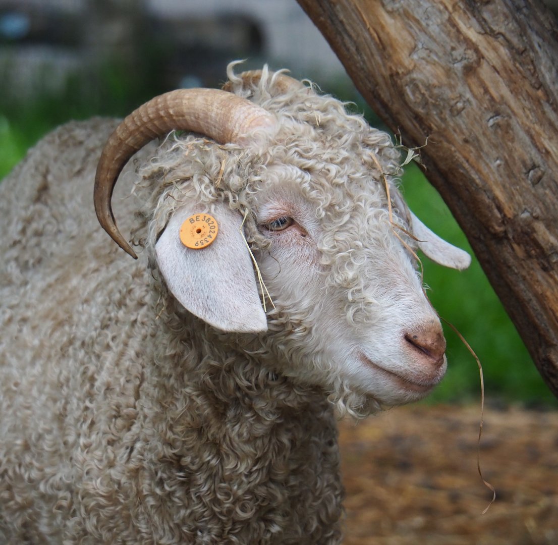 Angora goat (Capra hircus), 2023-05-15