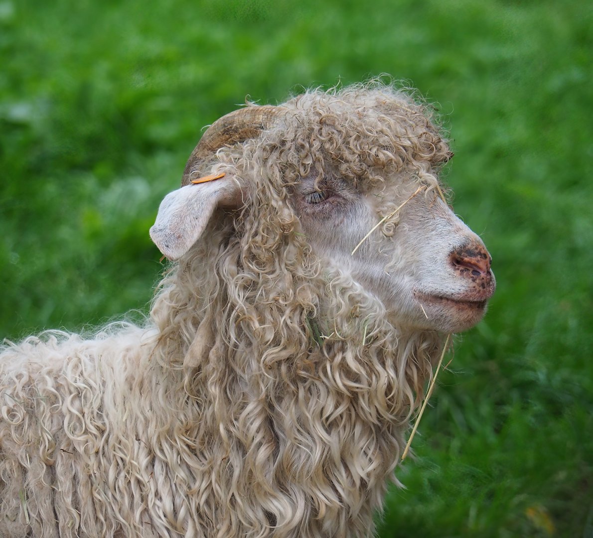 Angora goat (Capra hircus), 2023-10-13
