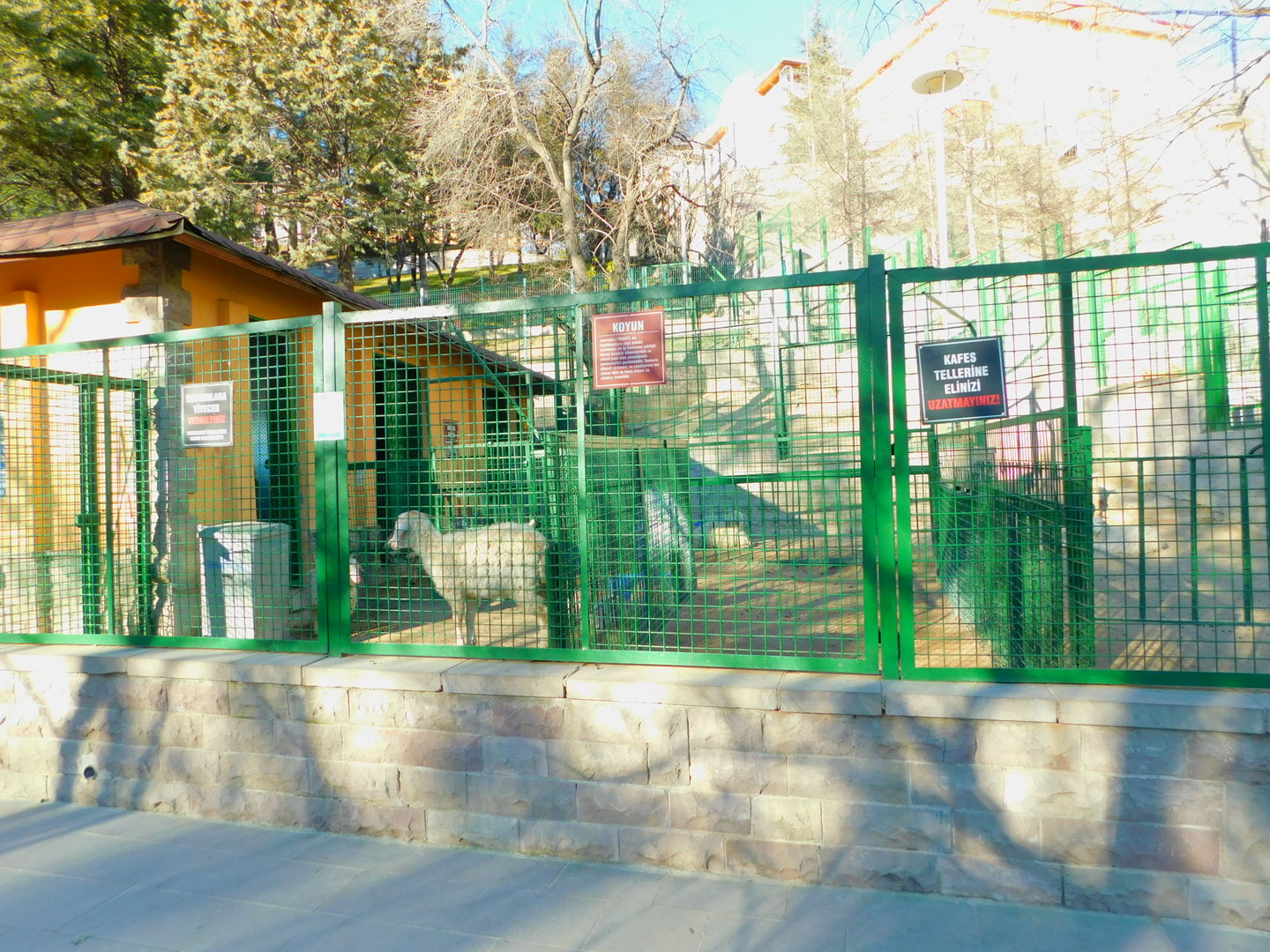 Angora Goat Enclosure at the Ankara Domestic Animal Park
