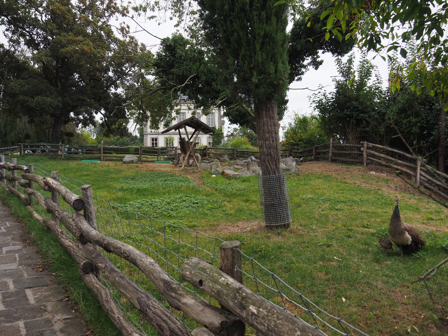 Angora goat paddock, 2020-09-03