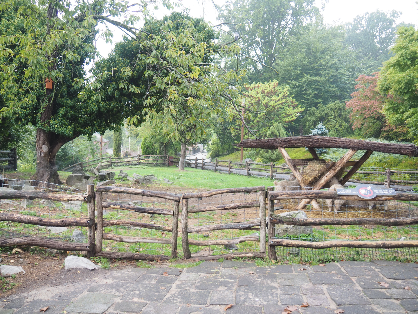 Angora goat paddock, 2022-09-15