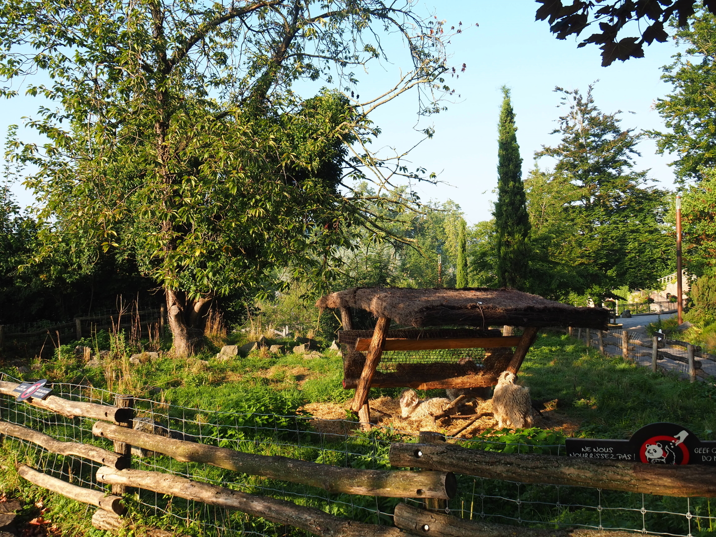 Angora goat paddock near the aquarium building, 2021-09-03