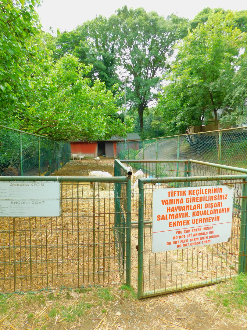 Angora (?) Goat Petting Pen
