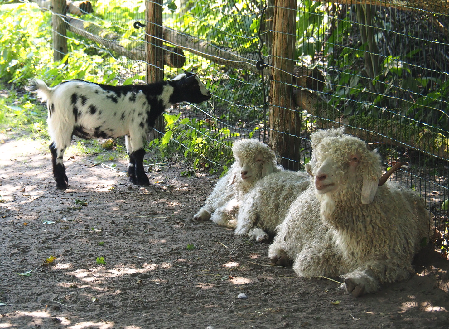 Angora goats and Pygmy goat (Capra aegagrus hircus), 2021-09-03