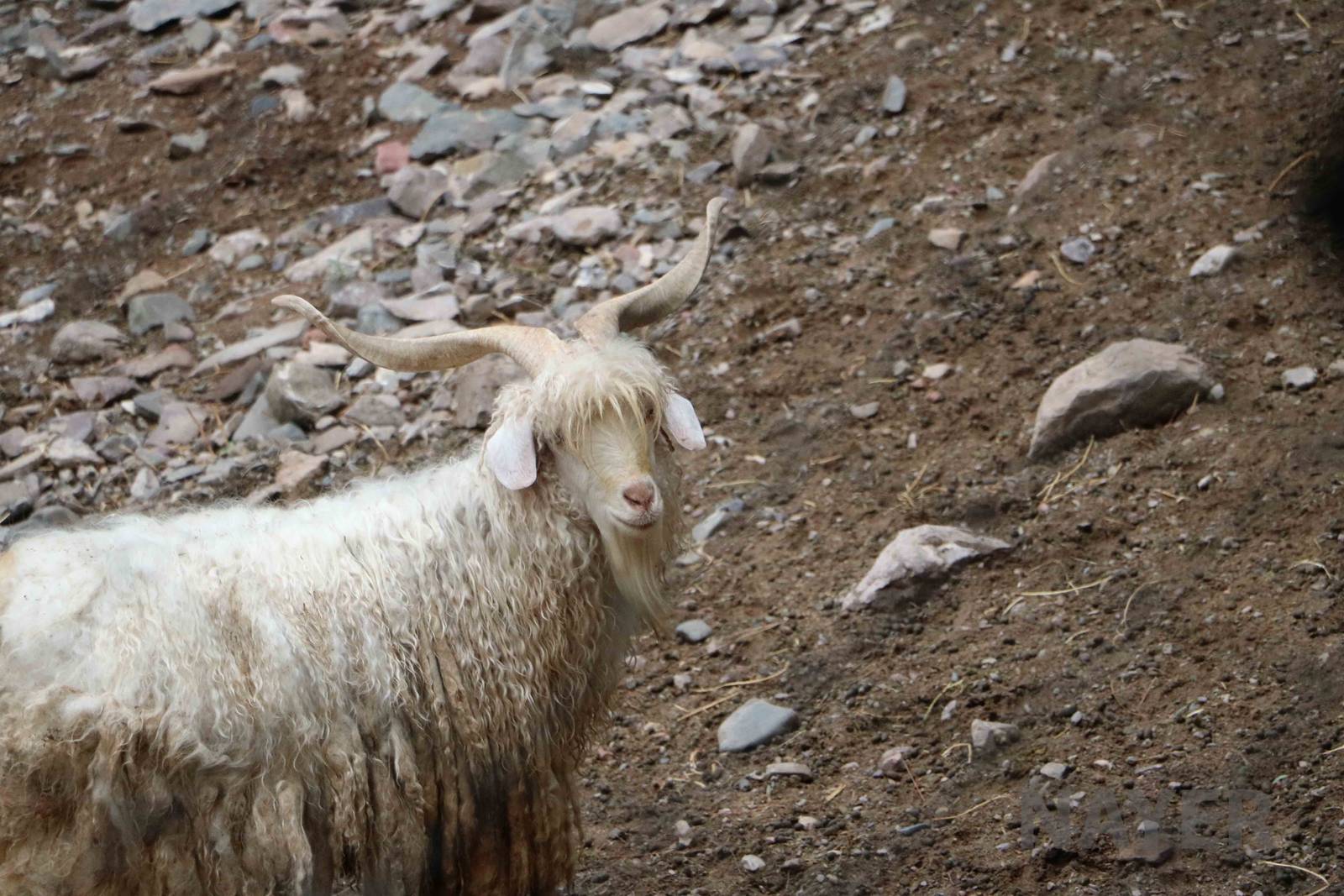 Angora sheep - Mendoza Zoo, April 2016