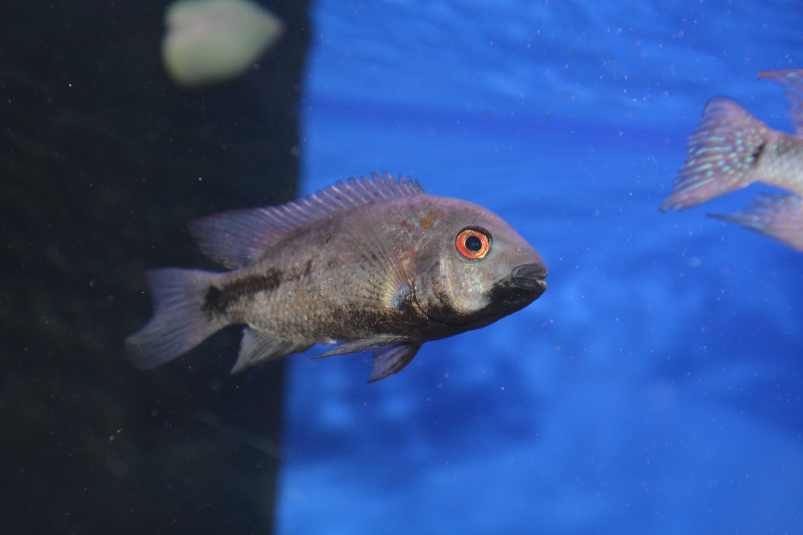 Angostura cichlid (Vieja breidohri)