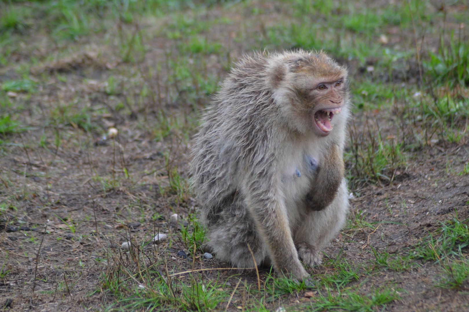 Angry Barbary macaque in Givskud Zoo