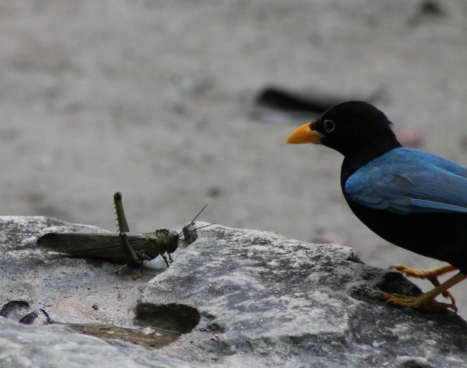 Angry .........euh Hungry bird