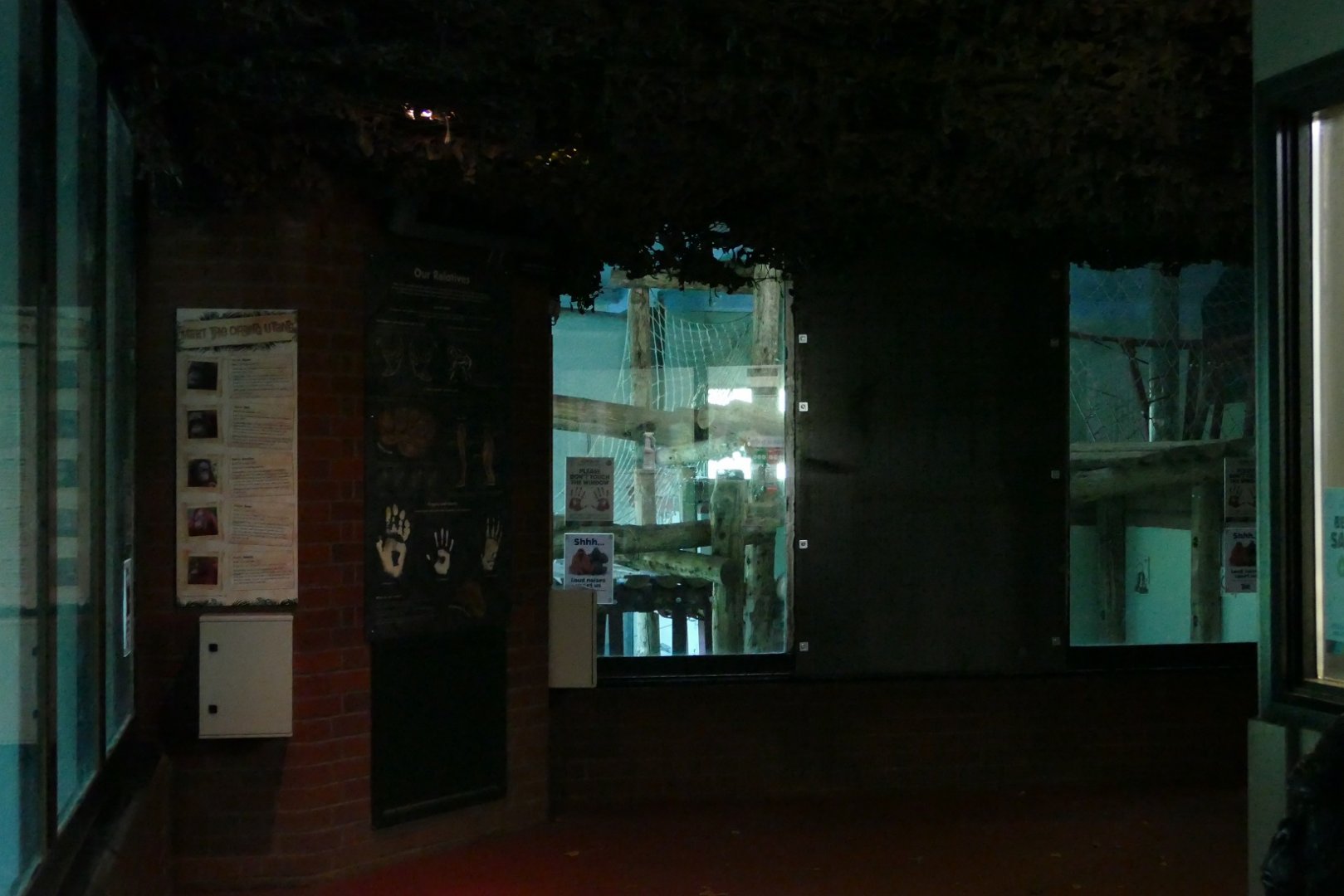 Angry gorilla 1, window 0. November 2020