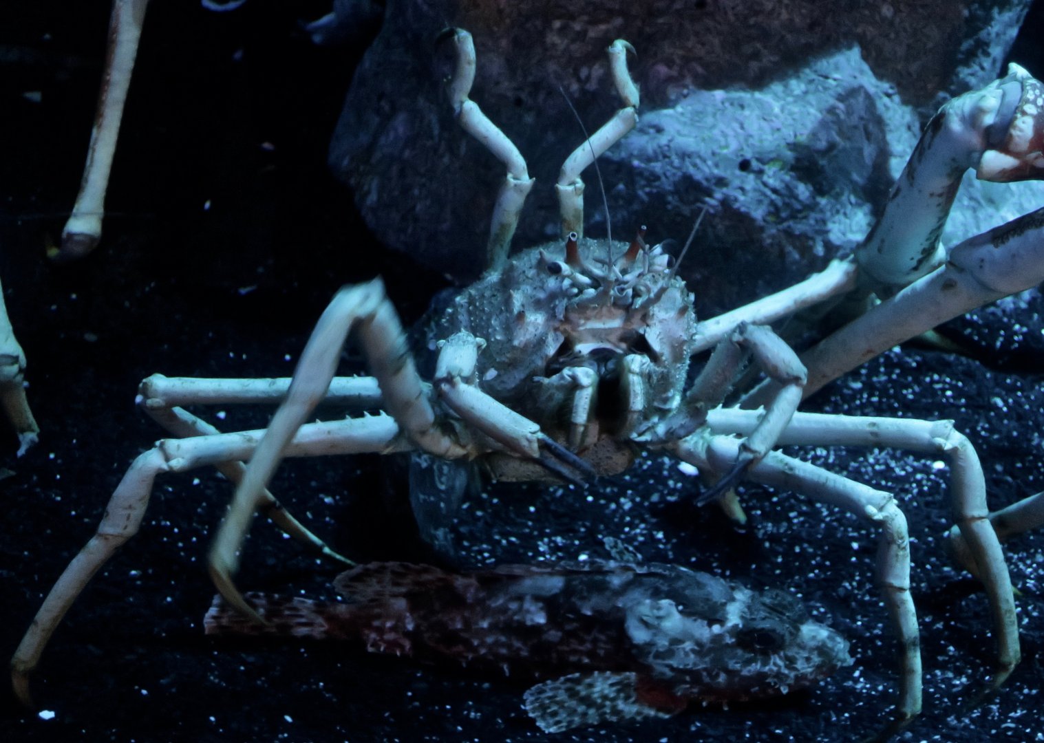 Angry-looking crab! (Paromola macrochira)