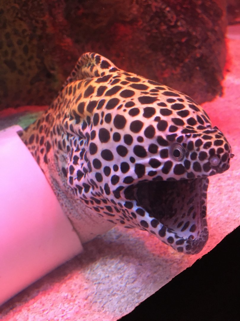 Angry Moray