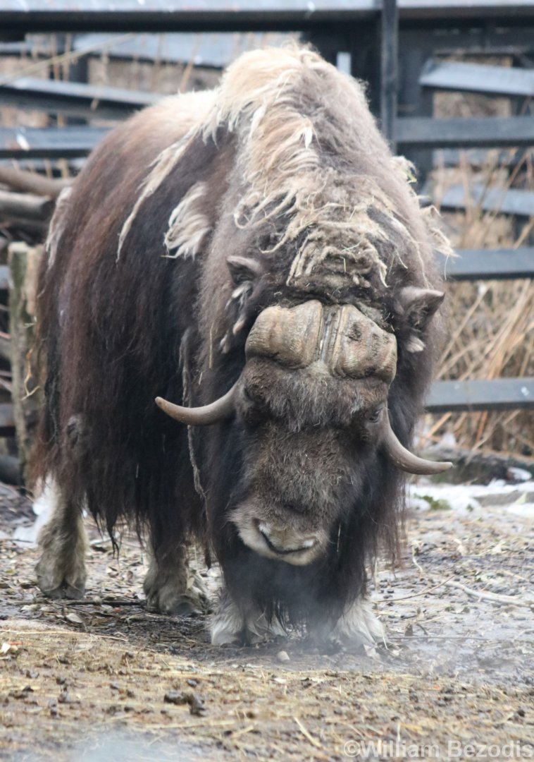 Angry Musk Ox