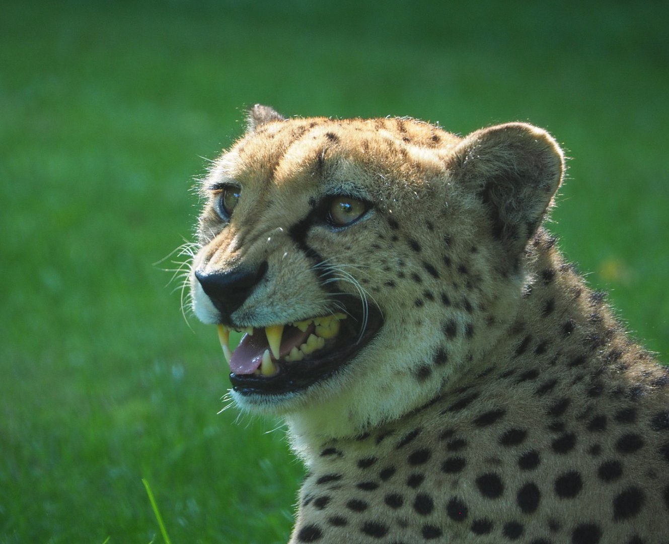 Angry Sudan cheetah (Acinonyx jubatus soemmeringii), 2021-07-20
