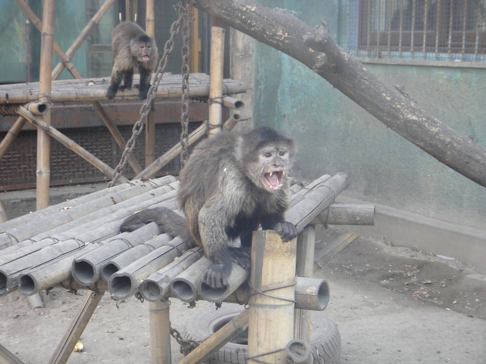 Angry weeper capuchins (Cebus olivaceus)