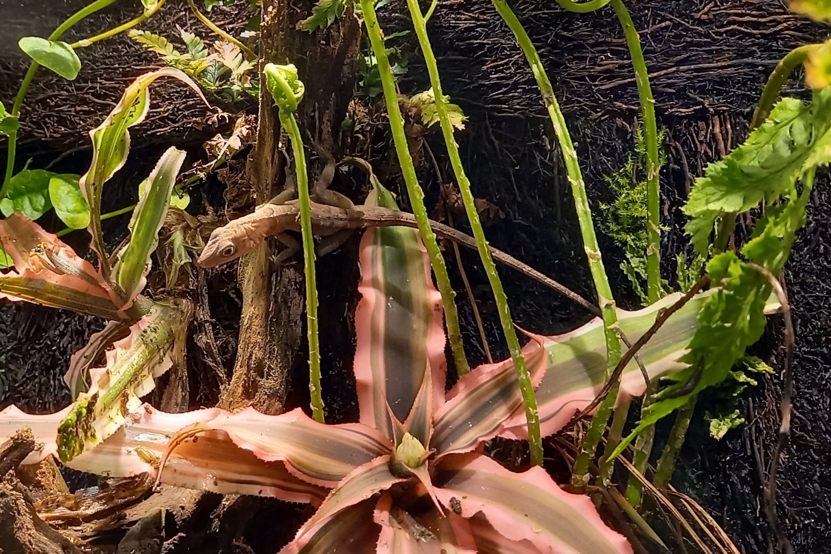 Anguilla bank bush anole - Anolis pogus