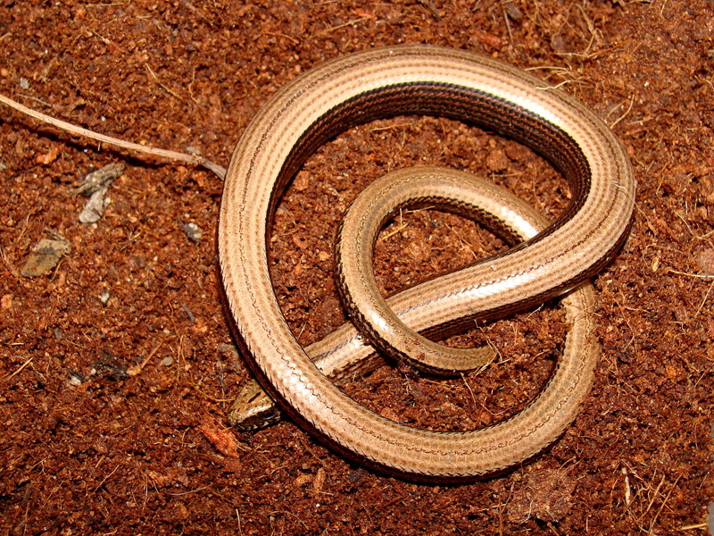Anguis fragilis