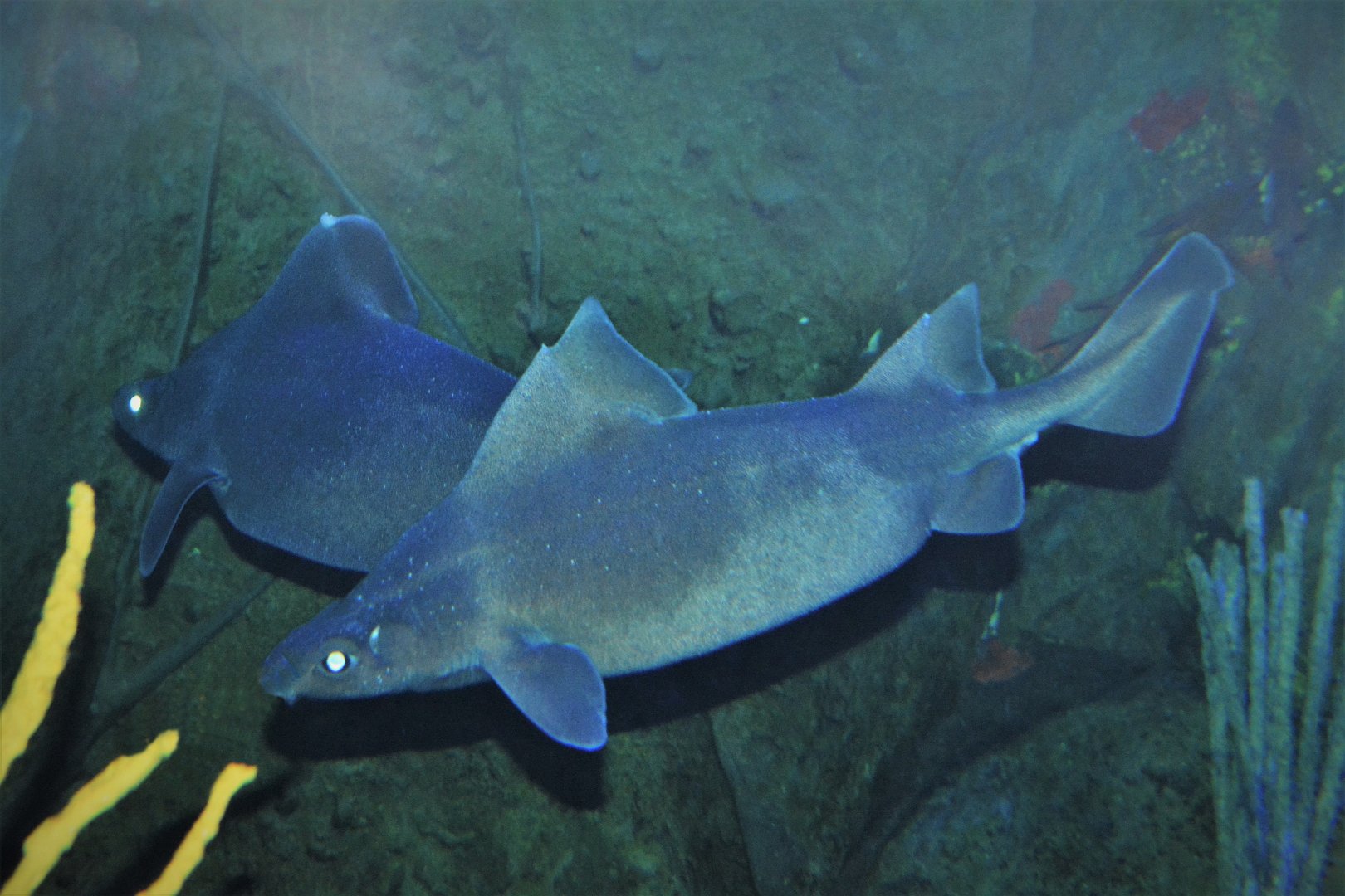 Angular rough shark (Oxynotus centrina)