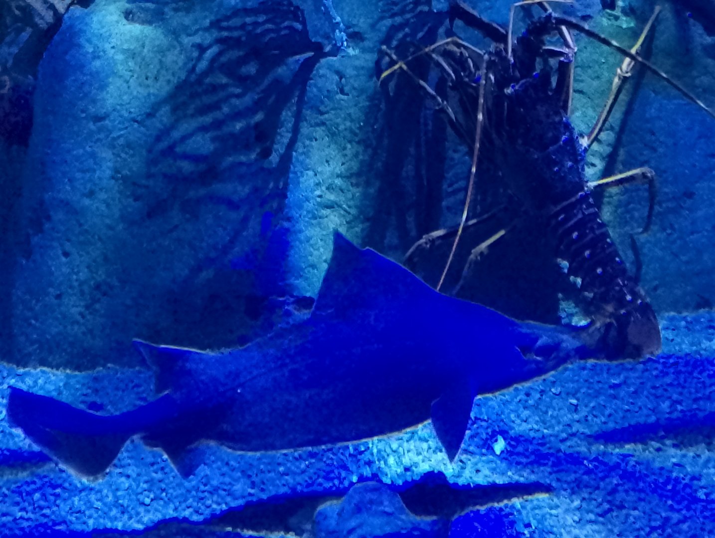 Angular roughshark and spiny lobster