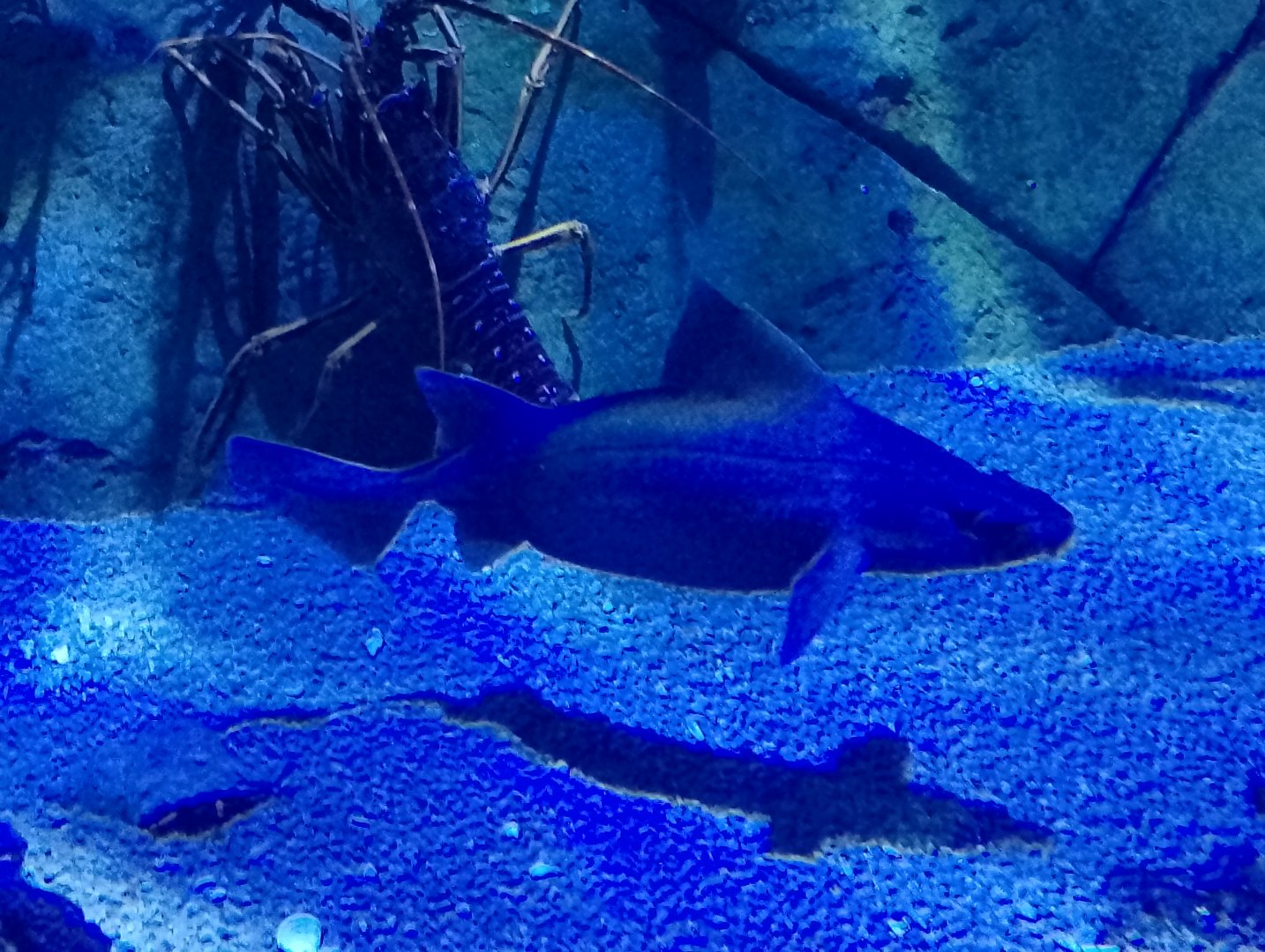 Angular roughshark and spiny lobster