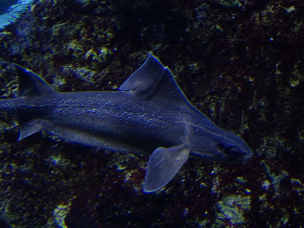 Angular roughshark, march 2017