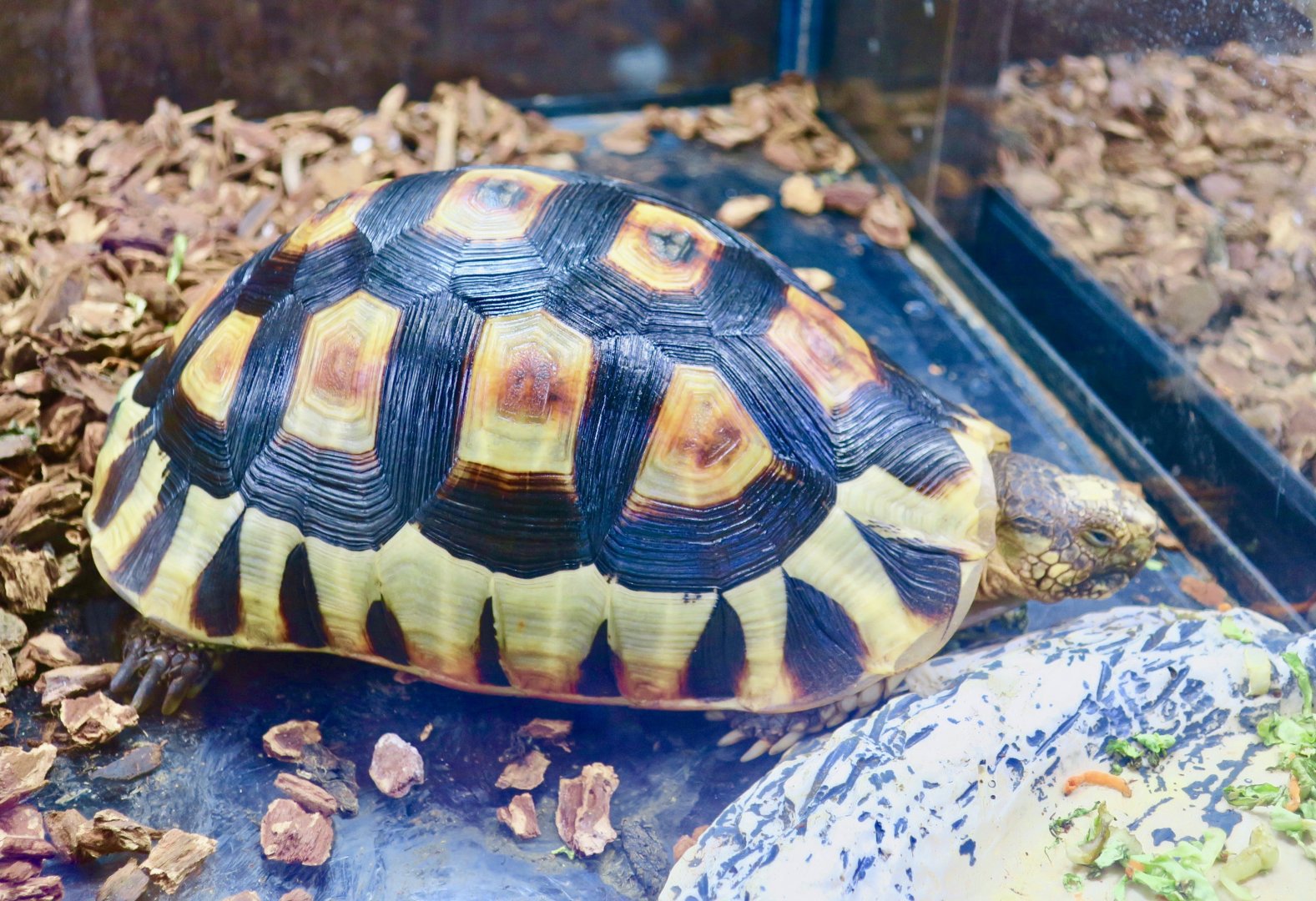 Angulate Tortoise (Chersina angulata)