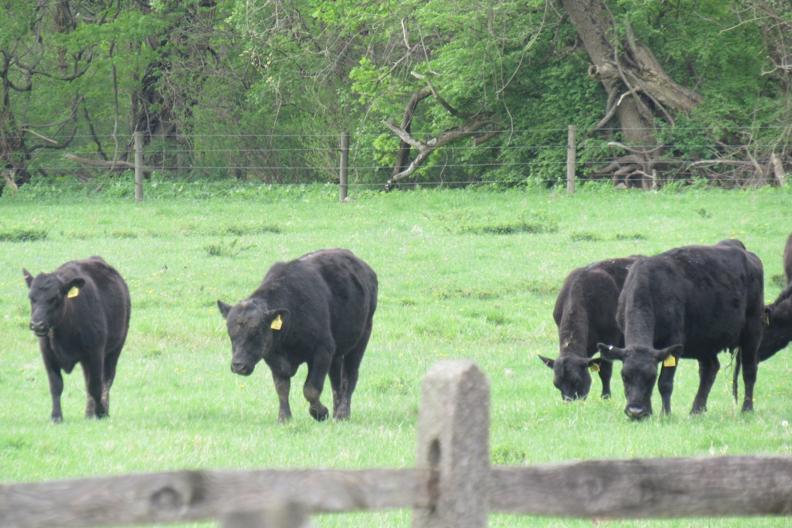 Angus beef cattle