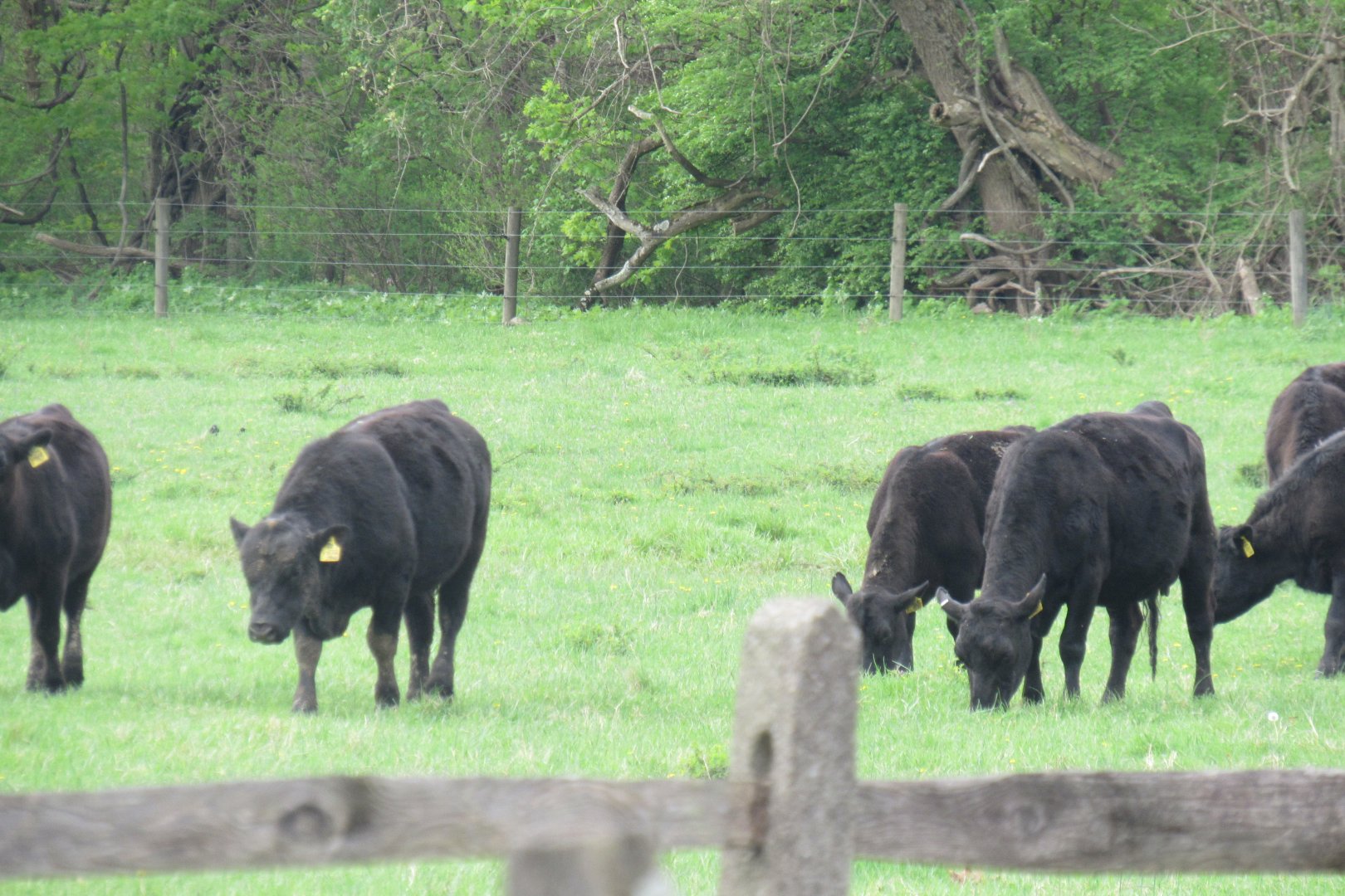 angus beef cattle