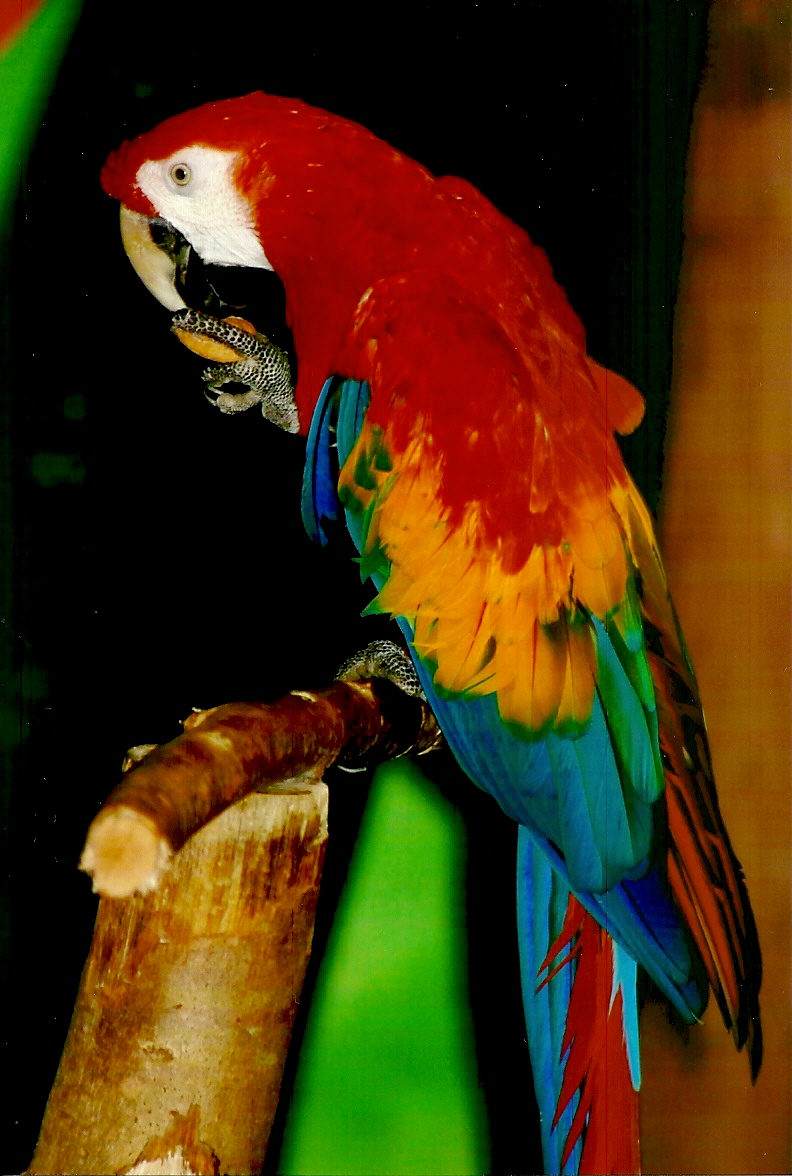 Angus, September 2013