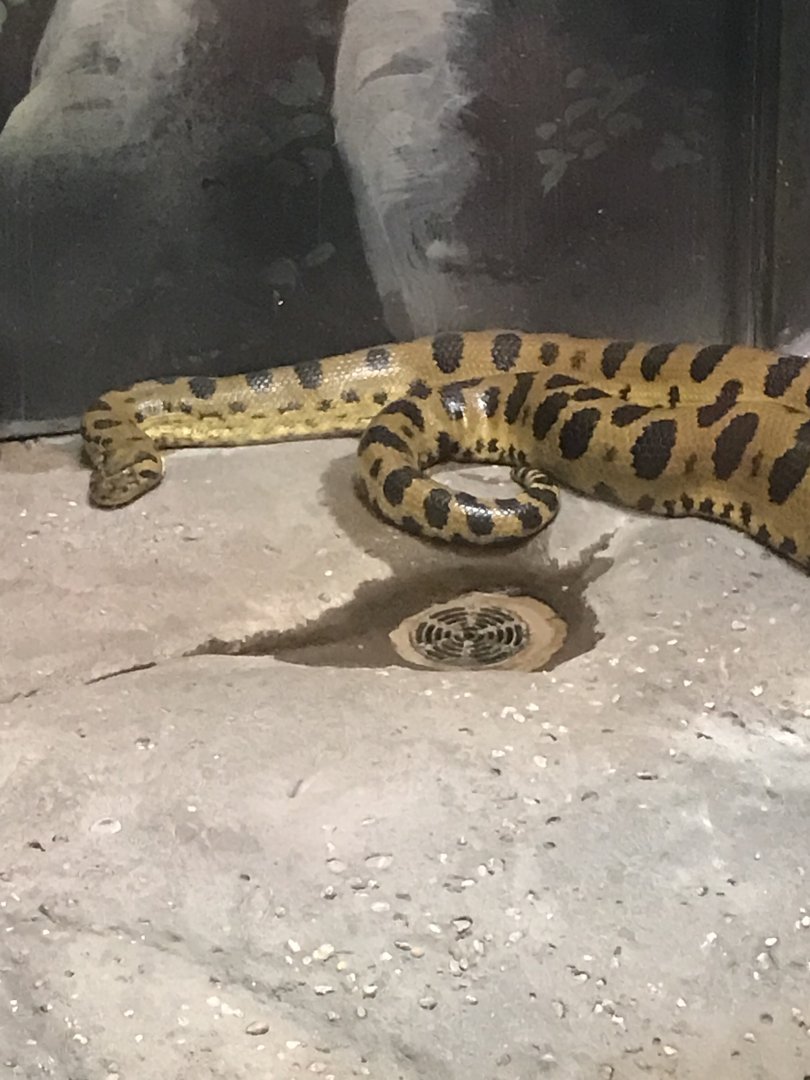 Angus the male green anaconda