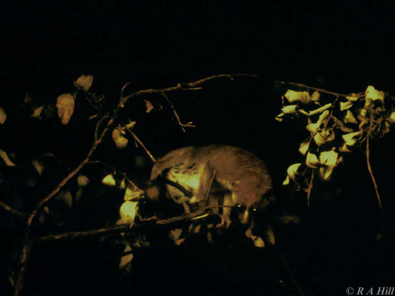 Angwantibo (from 1972)