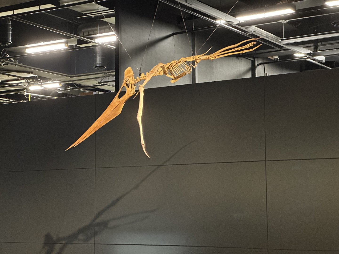 Anhanguera blittersdorfi