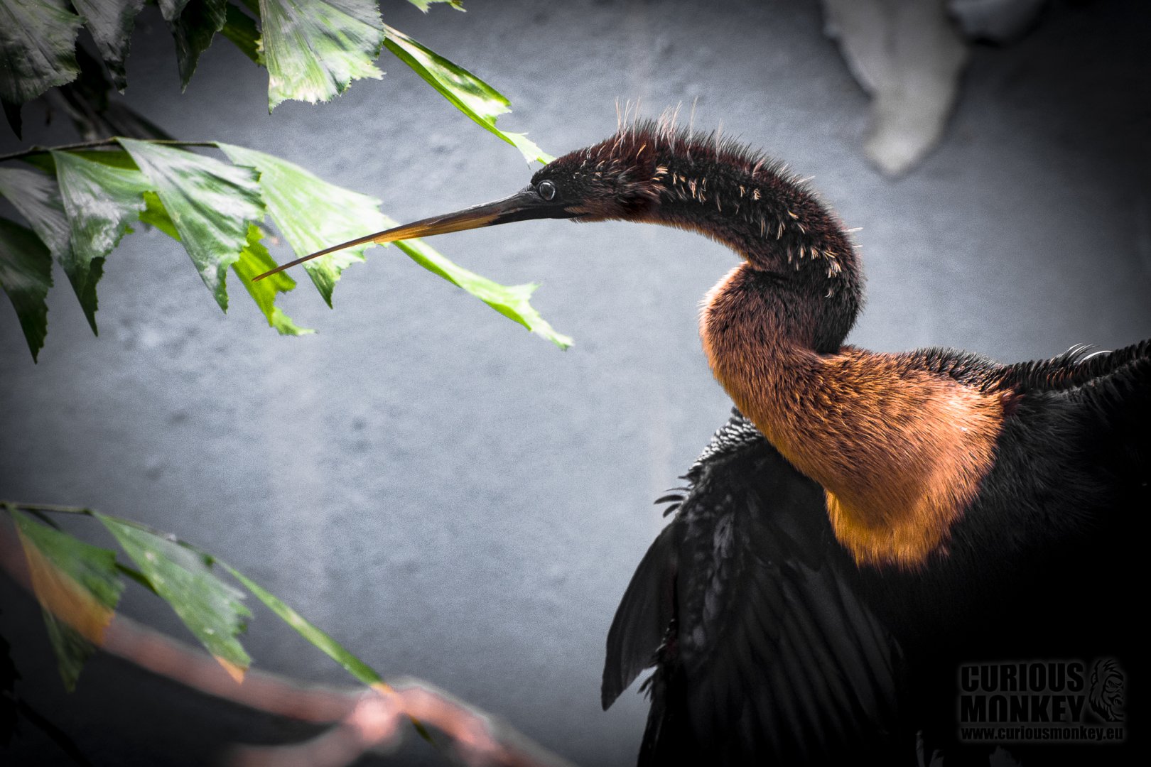 Anhinga (anhinga anhinga) 02/20