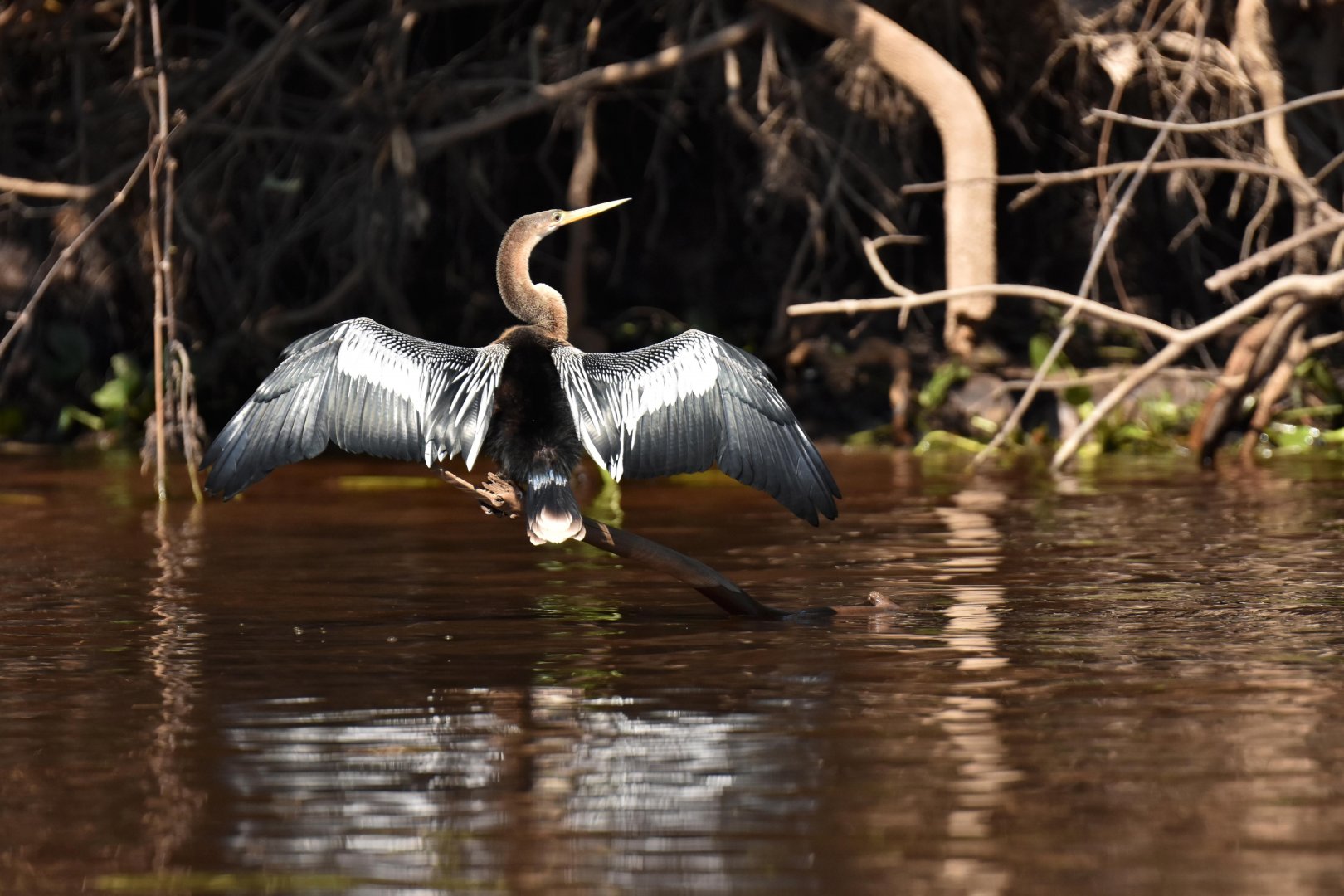 Anhinga (Anhinga anhinga)
