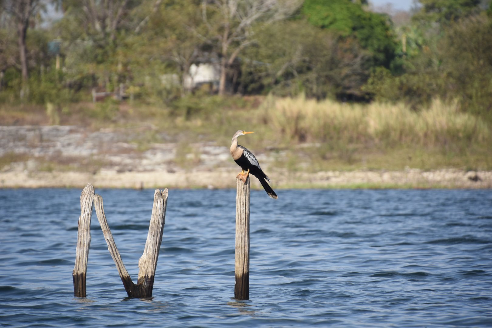 Anhinga (Anhinga anhinga)