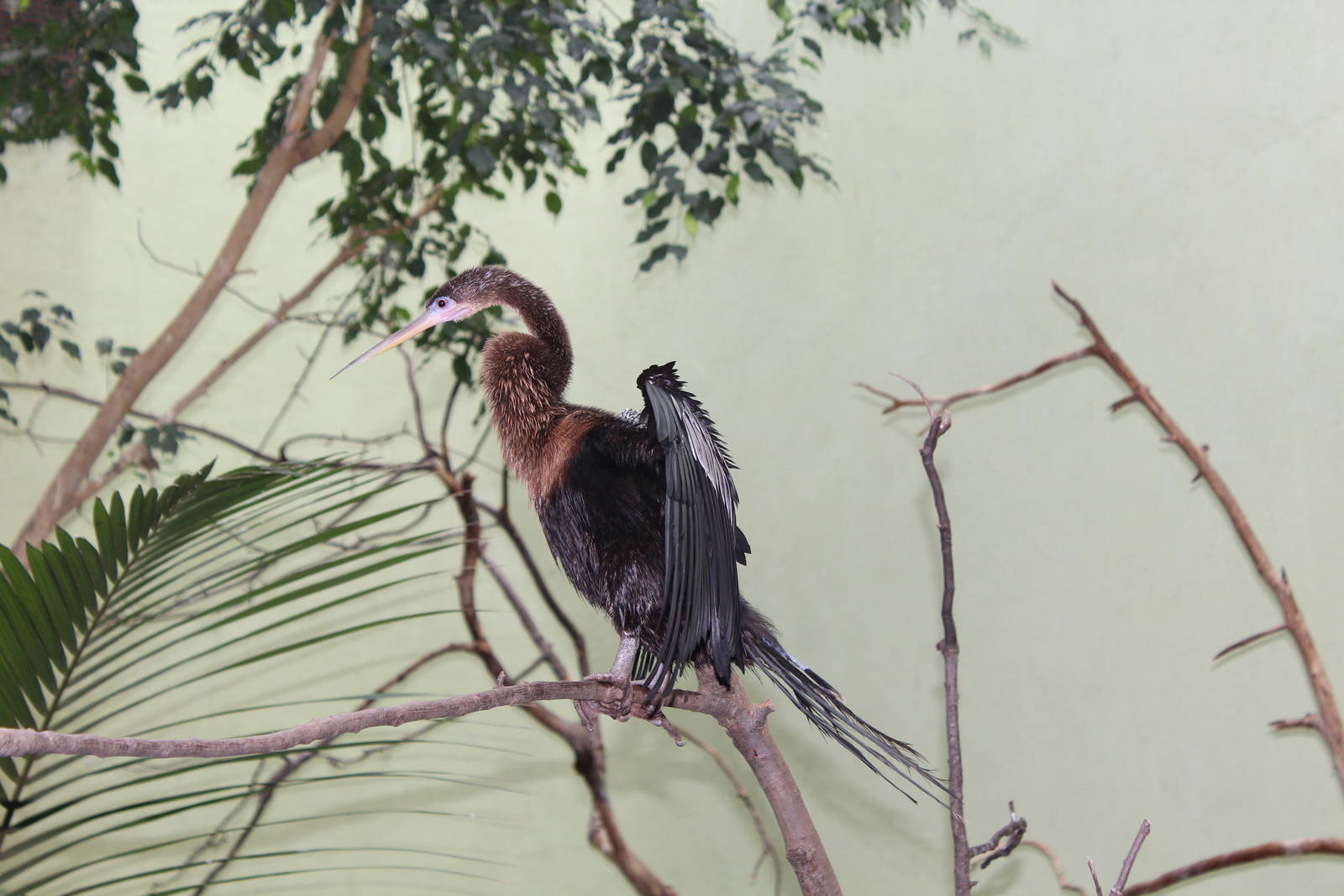 Anhinga - Apr 2014