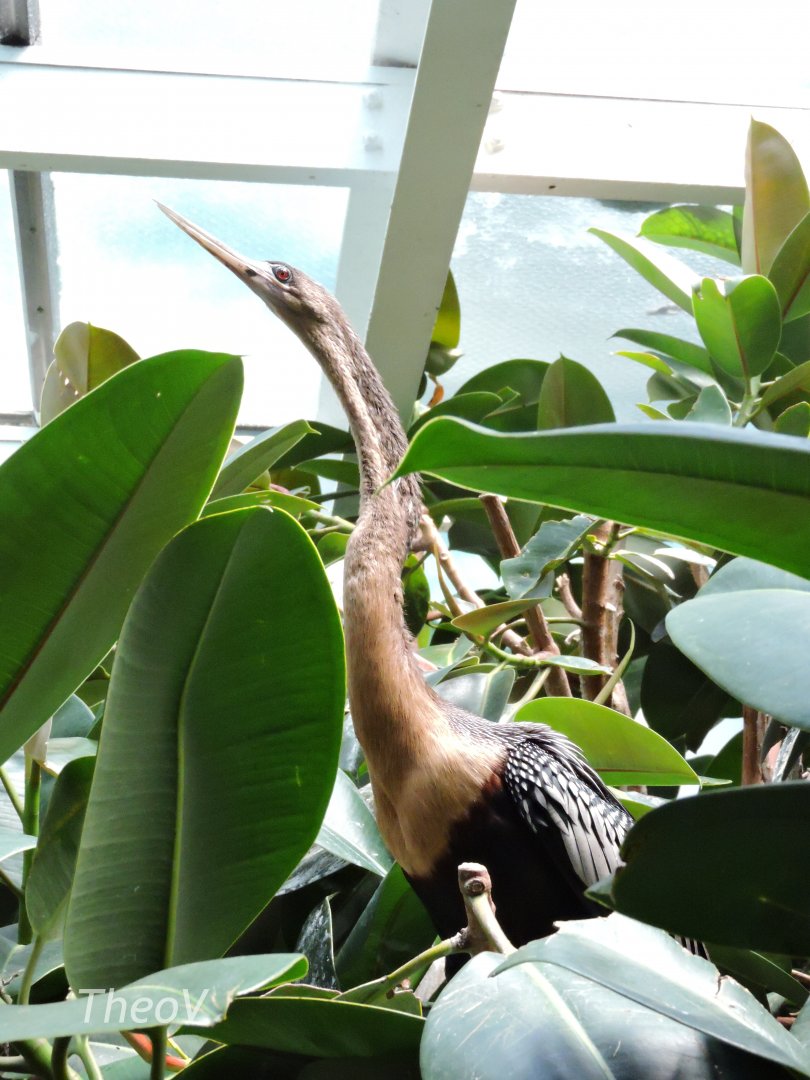 Anhinga - Aquatic Bird House [2015]